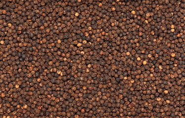 Macro blank photography of raw black pepper, spice, seasoning, condiment, ingredients, whole, grain, seed, peppercorn, spicy