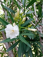 Laurel de Flor