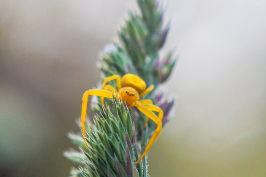 A yellow variable crab spider on the flower umbel of a grass by the Brunnenbach stream in Siebenbrunn near Augsburg