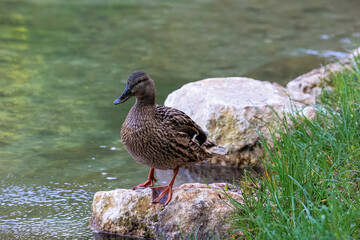A female mallard on a stone by the Brunnenbach stream in Siebenbrunn near Augsburg