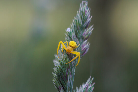 A yellow variable crab spider on the flower umbel of a grass by the Brunnenbach stream in Siebenbrunn near Augsburg