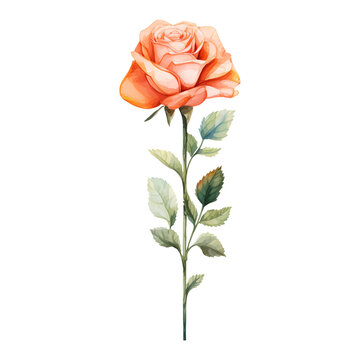 Colorful rose flower watercolor painting on transparent background.
