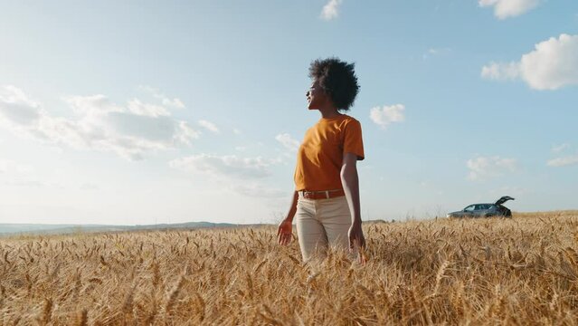 Happy black woman with afro hair stands in middle of field of golden wheat against wind smiling rejoicing in freedom blue sky clouds in an auto trip summer at sunset. Travel concept. Go everywhere. 
