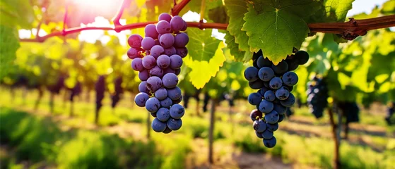 Zelfklevend Fotobehang Fresh grapes from the tree in the vineyard © Inlovehem