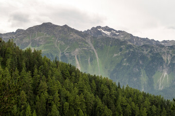 Forest landscape in the mountains