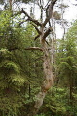 Toter Baum, old dead tree