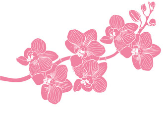 Drawn vector pink  orchid flowers and branches, monochrome, detailed outline. Circle wreath composition. Isolated on white background. Design for wall art, wedding, print, tattoo, cover, card