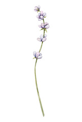 Naklejka na ściany i meble Watercolor Lavender flower. Hand drawn botanical illustration of lavender branch for wedding invitation, logo, cards, packaging and labeling.