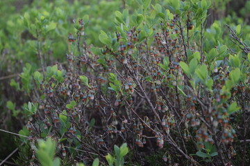 Wild Heidelbeere