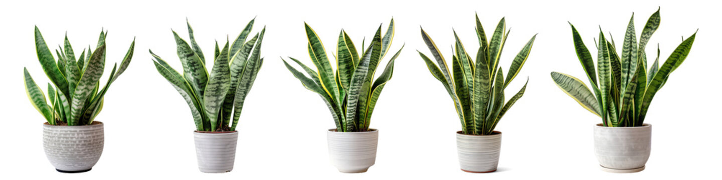 Collection set of snake plants isolated on transparent or white background, png
