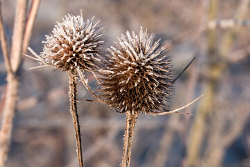 egg shaped head of teasel flower covered in frost with a blurred wintry background