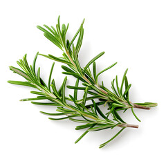 A sprig of fresh rosemary isolated on a white background 