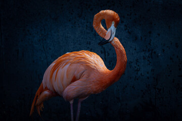 Fine art portrait of a Caribbean pink flamingo in the flamingo house at the wtt wetlands trust llanelli, Wales. Water splashed wall as background with bird being lit by indoor light. 