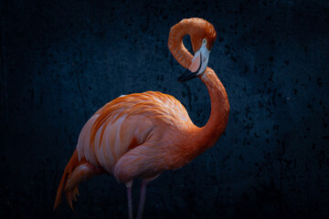 Fine art portrait of a Caribbean pink flamingo in the flamingo house at the wtt wetlands trust...
