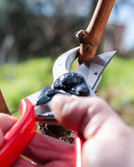 Vine grower pruning the vineyard with professional steel scissors. Traditional agriculture. Winter...