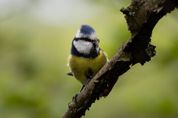 Blue Tit perched on a brach with a caterpillar in beak. Depth of field with clean background. Wales.