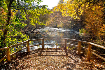 bridge in autumn forest with pond 