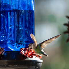 hummingbird feeding on feeder