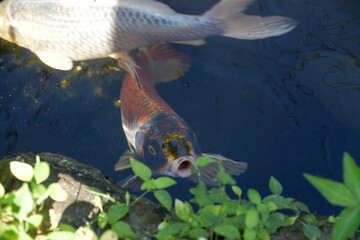 Koi Fish Looking for Food in a Fish Pond