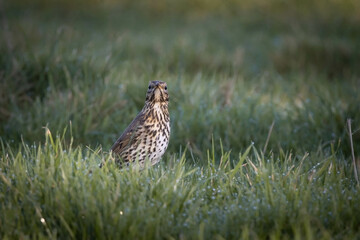 Thrush on the ground in a grassy field. Thrush looking forward. depth of field. 