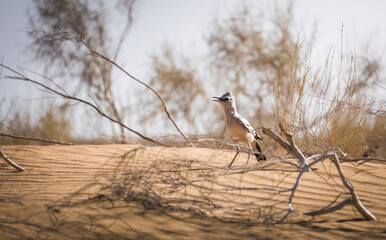 Wild bird Saxaul jay in close-up in the Kyzylkum desert in Uzbekistan, podoces panderi