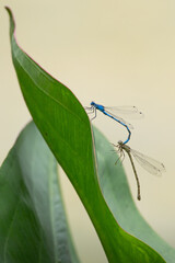 Two damselflies mating on a leaf. Clear background with depth of field. Green leaf. 
