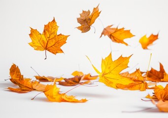 Autumn Maple Leaves Falling on White Background