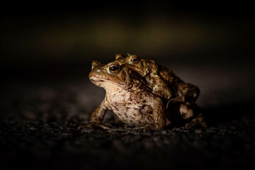 Two Toads mating on a road at night, Wales.