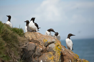 Razorbil and guillemots on the rocks of Skomer Island, Pembrokeshire, Wales
