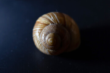 snail shell close up