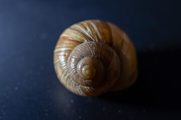 snail shell close up