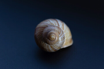 snail shell close up