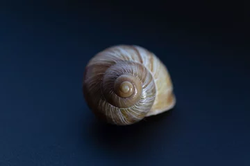 Poster snail shell close up © FOTOLUSIS