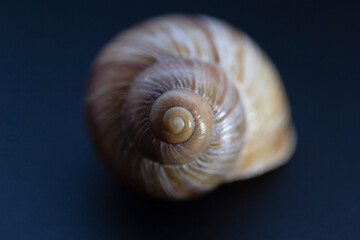 snail shell close up