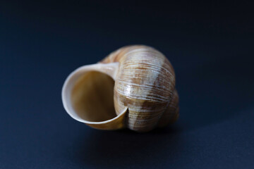snail shell close up