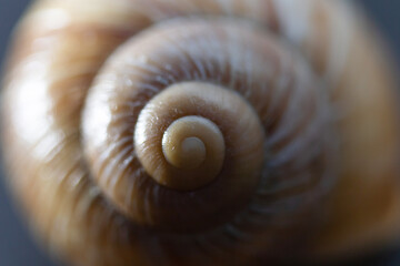 snail shell close up