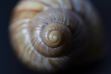 snail shell close up
