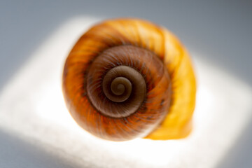 snail shell close up