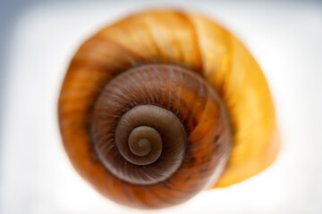 snail shell close up
