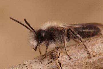 Closeup on a male of the endangered nycthemeral mining bee, Andrena nycthemera on a twig