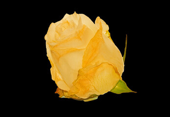 rose isolated on white background