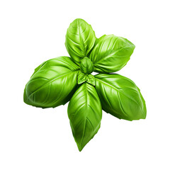 basil leaves isolated on white background