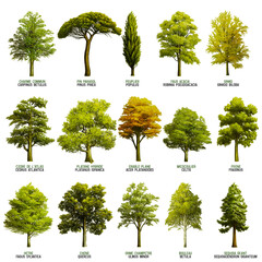 illustrations de variétés d'arbres - obrazy, fototapety, plakaty