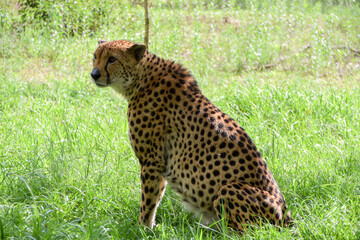 A cheetah in a wildlife sanctuary in Zimbabwe.