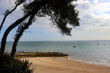 Pinien am Strand von Noirmoutier, Atlantikküste, Frankreich