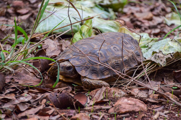 Hinge-back tortoise in a nature reserve in Zimbabwe. 