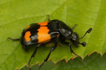 Closeup on a colorful common burying or sexton beetle , Nicrophorus vespilloides on a green leaf
