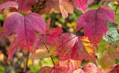 Red Maples Leaves in Autumn