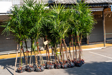 Leaf botany nature plant palm tree seedlings sale on the market