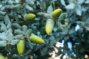 closeup of an acorn in the oak holm, food for the Iberian porks of Extremadura and Andalusia